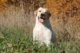 LABRADOR 364